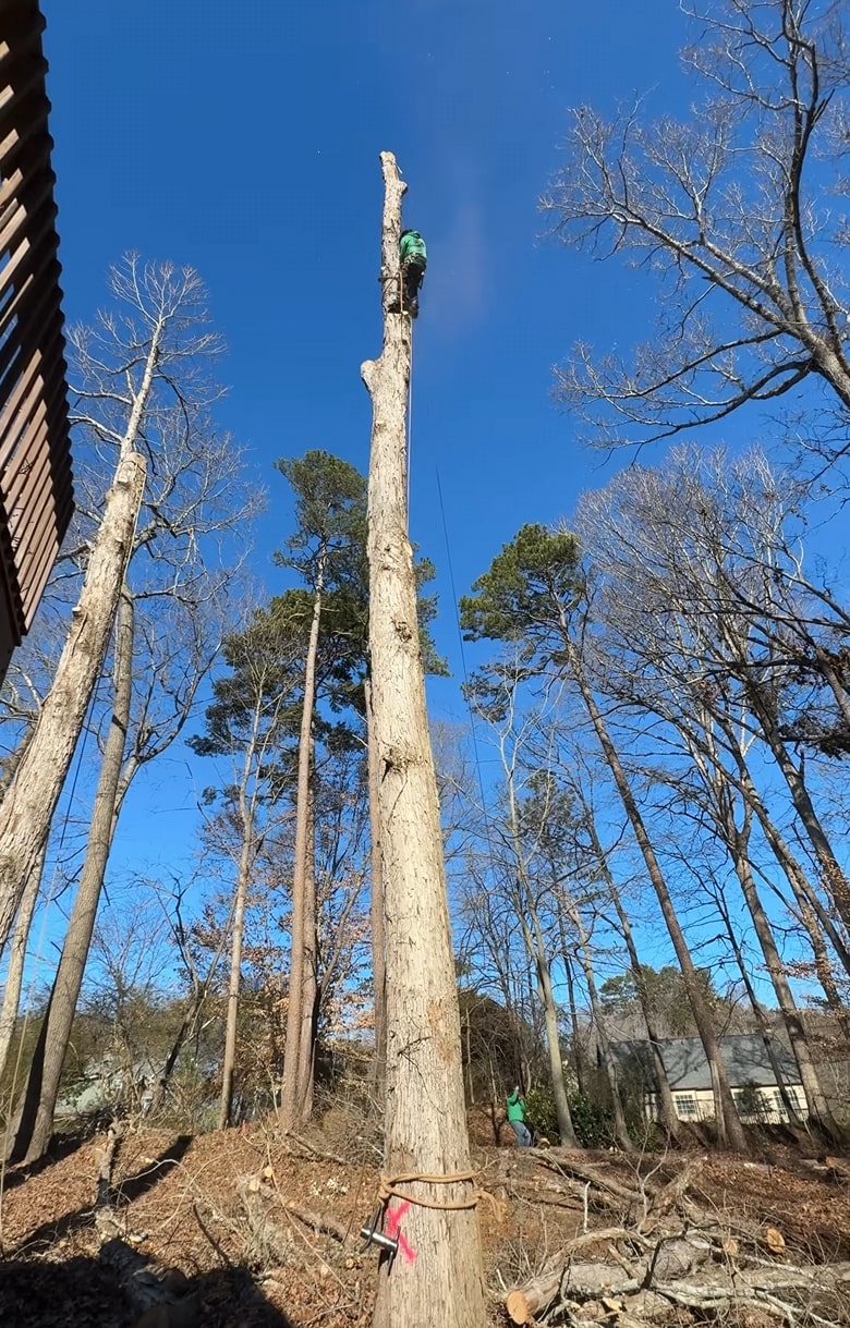 Seasonal tree trimming by certified arborist for optimal tree health