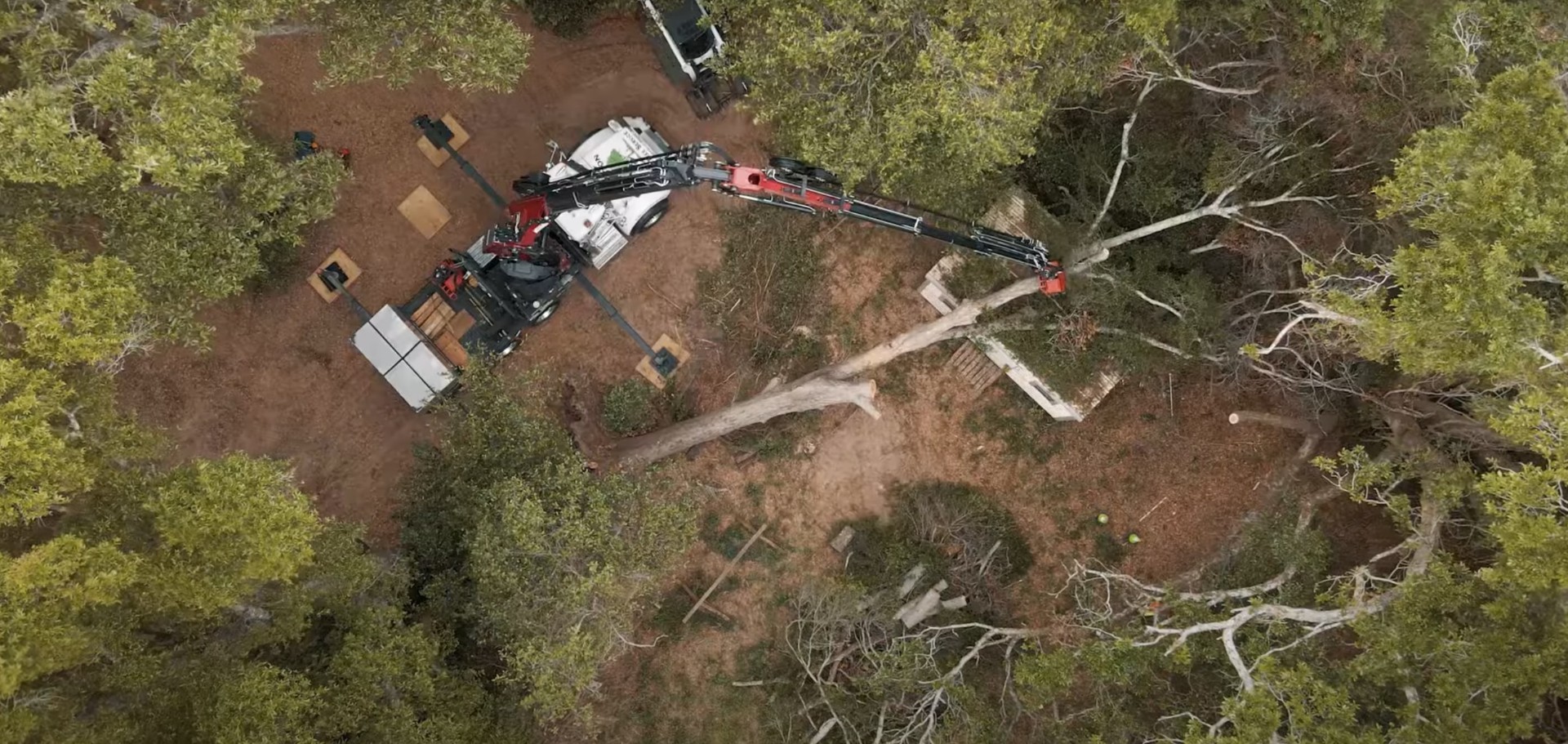 Professional Tree Care Myth Busting Tree care professional debunking common tree myths