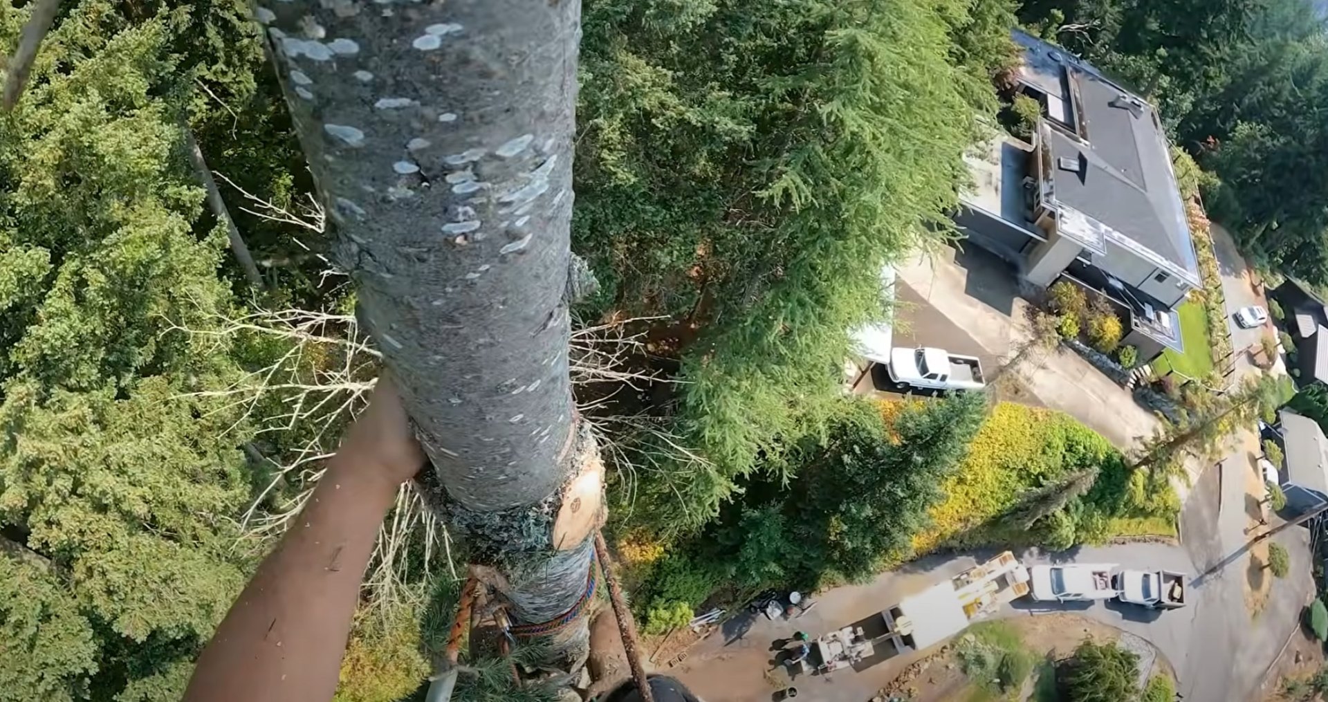 Comprehensive Tree Services Aerial perspective of comprehensive tree service work