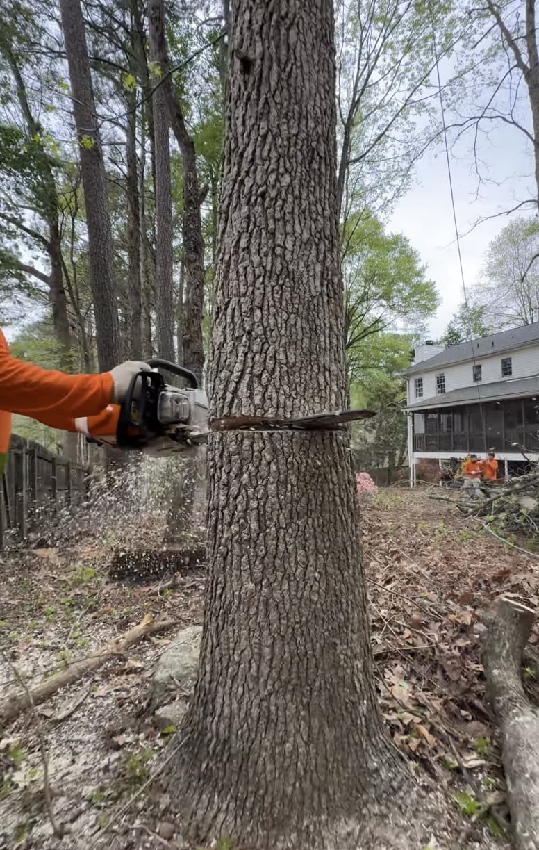 Professional Tree Cutting Professional arborist using chainsaw for precise tree cutting