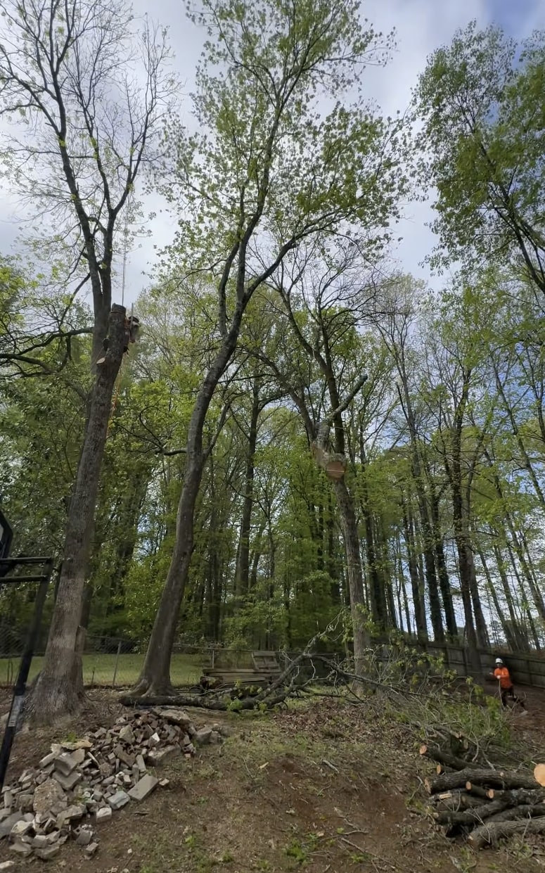 Oak Ridge Tree Service - Professional Tree Removal Professional tree service crew working on tree removal in Oak Ridge